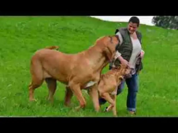 Video: 10 of the World’s Rarest Dog Breeds